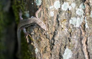 Common lizard on a trunk in the Palatinate Forest. Rhineland-Palatinate State of Germany