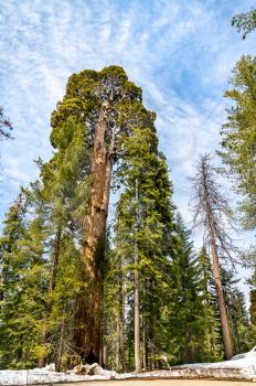 The Giant Forest in Sequoia National Park - California, United States