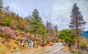 Wawona Road in Yosemite National Park - California, United States