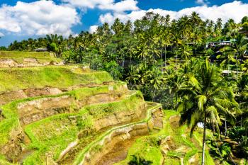 View of Tegallalang Rice Terraces on Bali Island in Indonesia