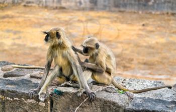 Gray langur monkeys at Daulatabad Fort in Maharashtra state of India