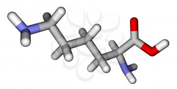 Amino acid lysine sticks molecular model