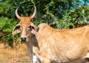 Cow in Champaner-Pavagadh Archaeological Park - Gujarat state of India