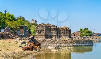 Cows at Lakulish Temple and Chhashiyu Lake - Pavagadh Hill in Gujarat state of India