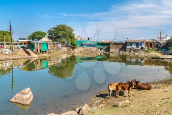 Cows at Chhashiyu Lake - Pavagadh Hill in Gujarat state of India
