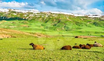 Herd of sheep in the Armenian Highlands of Turkey