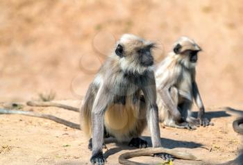Gray langur monkeys at Sahasralinga Talav in Patan - Gujarat State of India