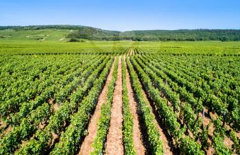 View of Cote de Nuits vineyards in the Burgundy region of France