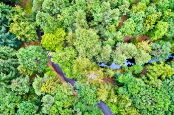 Aerial view of trees and a road in the Vosges Mountains - Haut-Rhin department of France