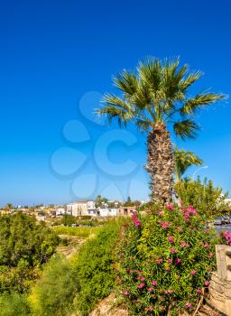 Palm tree and flowers in Paphos - Cyprus