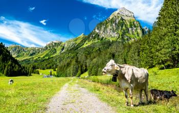 Funny cow at Oberseetal in the Swiss Alps