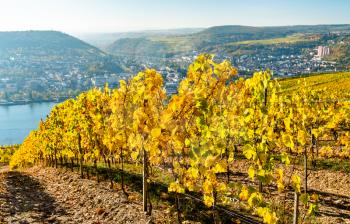 Vineyards of Rudesheim in the the Upper Middle Rhine Valley in Germany