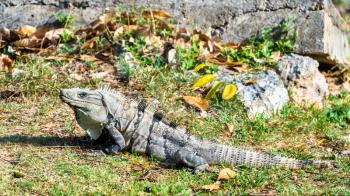 Iguana lizard at Uxmal in South Mexico