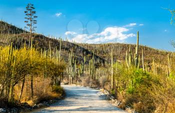 Cactuses at the Tehuacan-Cuicatlan Biosphere Reserve. UNESCO world heritage in Mexico