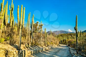 Cactuses at the Tehuacan-Cuicatlan Biosphere Reserve. UNESCO world heritage in Mexico