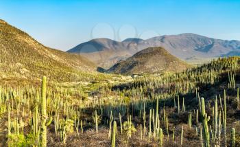 Tehuacan-Cuicatlan Biosphere Reserve. UNESCO world heritage in Mexico