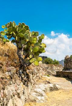 Prickly pear plant at the Yagul archaeological site in the Oaxaca State of Mexico