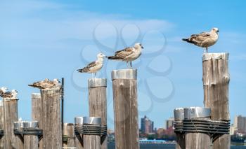 Seagulls at the Old Ferry Dock on Liberty Island near New York City, USA