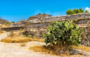 Prickly pear plant at the Yagul archaeological site in the Oaxaca State of Mexico