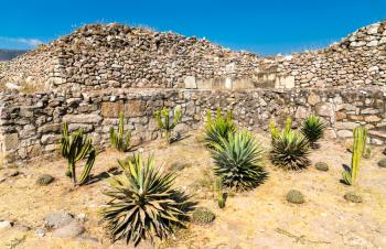 Cactuses at the Mitla Archaeological Site in Oaxaca, Mexico