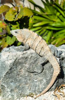Iguana lizard at Tulum in Quintana Roo, Mexico