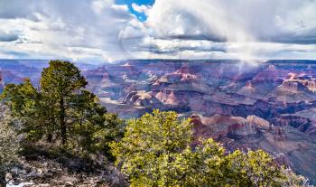 Trees on the South Rim of the Grand Canyon. Arizona, United States