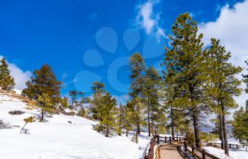 Winter woodland scenery at Bryce Canyon - Utah, the United States