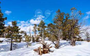 Winter woodland scenery at Bryce Canyon - Utah, the United States