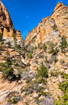 Landscape of Zion National Park along Pine Creek. Utah, United States