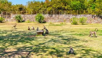 Gray langur monkeys at Chittorgarh Fort - Rajasthan State of India