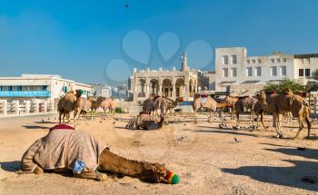 Camel market at Souq Waqif in Doha, the capital of Qatar