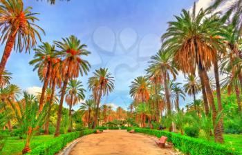 Palms in the Park at Villa Bonanno in Palermo - Sicily, Italy