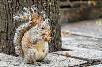 Eastern gray squirrel eats a walnut on Trinity Square in Toronto - Canada