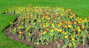 Red and yellow tulips in Queen Victoria Park at Niagara Falls - Ontario, Canada
