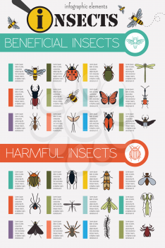 Insects infographic template. Vector illustration