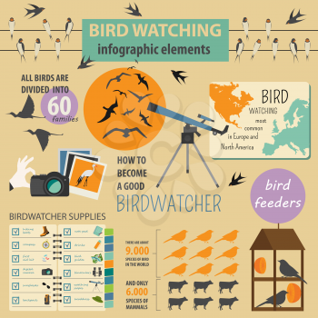 Bird watching infographic template. Vector illustration