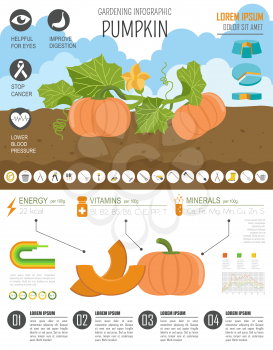 Gardening work, farming infographic. Pumpkin. Graphic template. Flat style design. Vector illustration