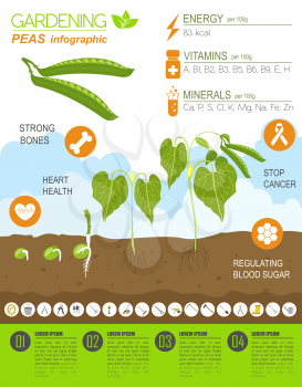 Gardening work, farming infographic. Peas. Graphic template. Flat style design. Vector illustration