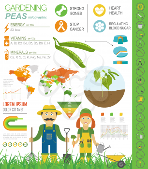 Gardening work, farming infographic. Peas. Graphic template. Flat style design. Vector illustration