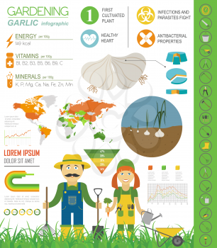 Gardening work  infographic. Garlic. Graphic template. Vector illustration