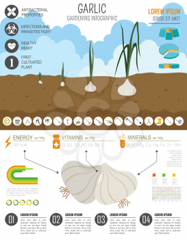 Gardening work, farming infographic. Garlic. Graphic template. Flat style design. Vector illustration