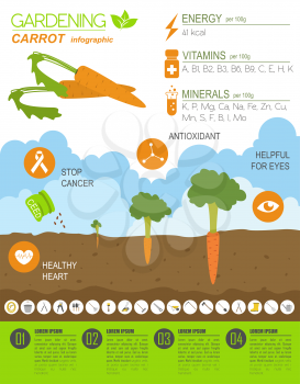 Gardening work, farming infographic. Carrot. Graphic template. Flat style design. Vector illustration