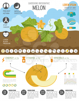 Gardening work, farming infographic. Melon. Graphic template. Flat style design. Vector illustration