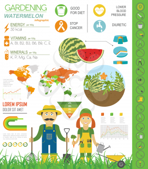 Gardening work, farming infographic. Watermelon. Graphic template. Flat style design. Vector illustration