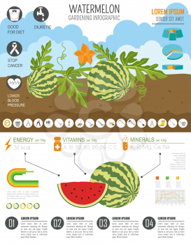 Gardening work, farming infographic. Watermelon. Graphic template. Flat style design. Vector illustration