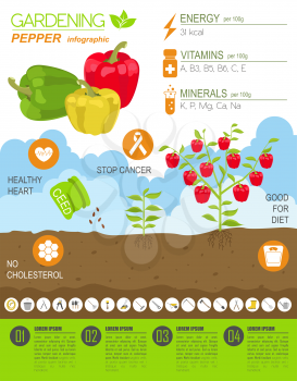 Gardening work, farming infographic.Sweet pepper. Graphic template. Flat style design. Vector illustration