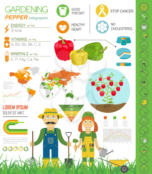 Gardening work, farming infographic. Bell pepper, paprika. Graphic template. Flat style design. Vector illustration