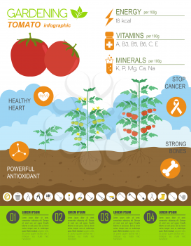 Gardening work, farming infographic. Tomato. Graphic template. Flat style design. Vector illustration