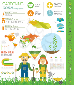 Gardening work, farming infographic. Corn. Graphic template. Flat style design. Vector illustration