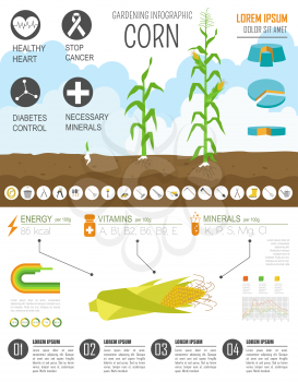 Gardening work, farming infographic. Corn. Graphic template. Flat style design. Vector illustration